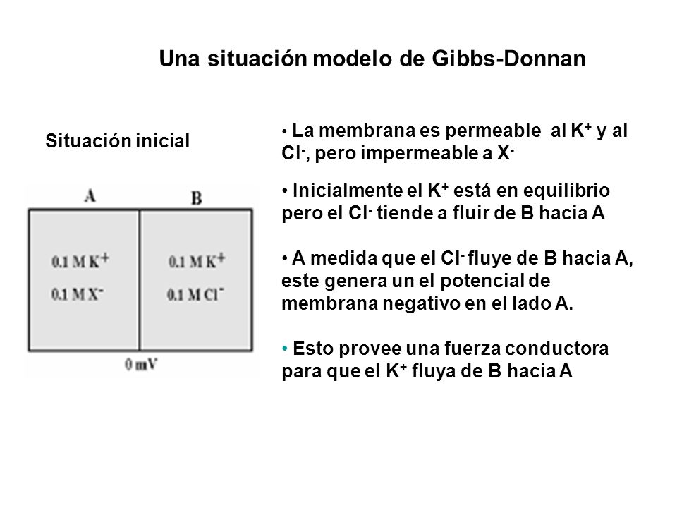 Equilibrio gibbs donnan pdf to word
